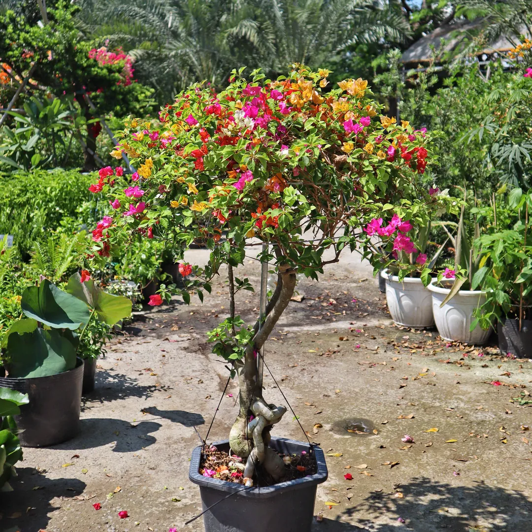 Set hoa giấy 395