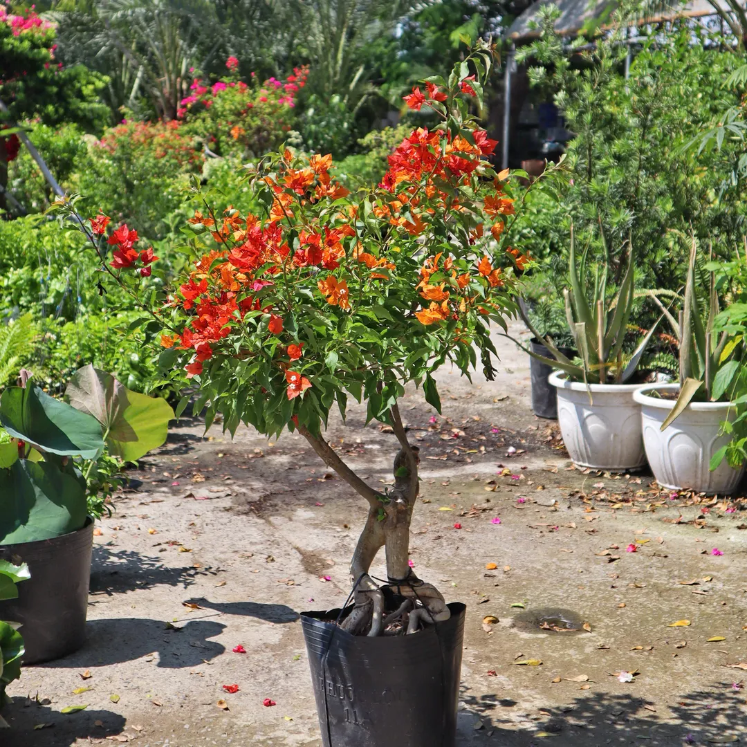 Set hoa giấy 395