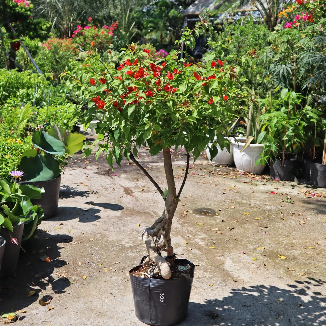 Set hoa giấy 395