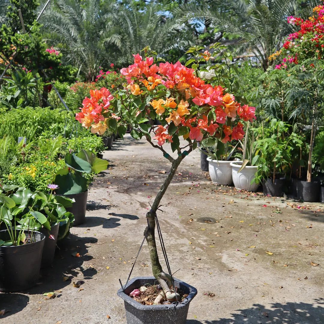 Set hoa giấy 395