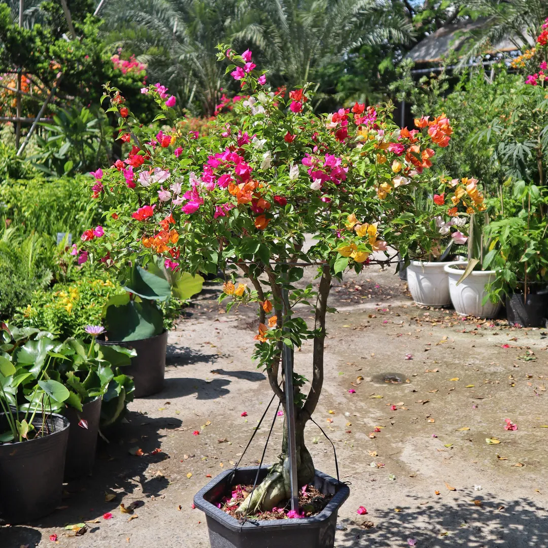 Set hoa giấy 395