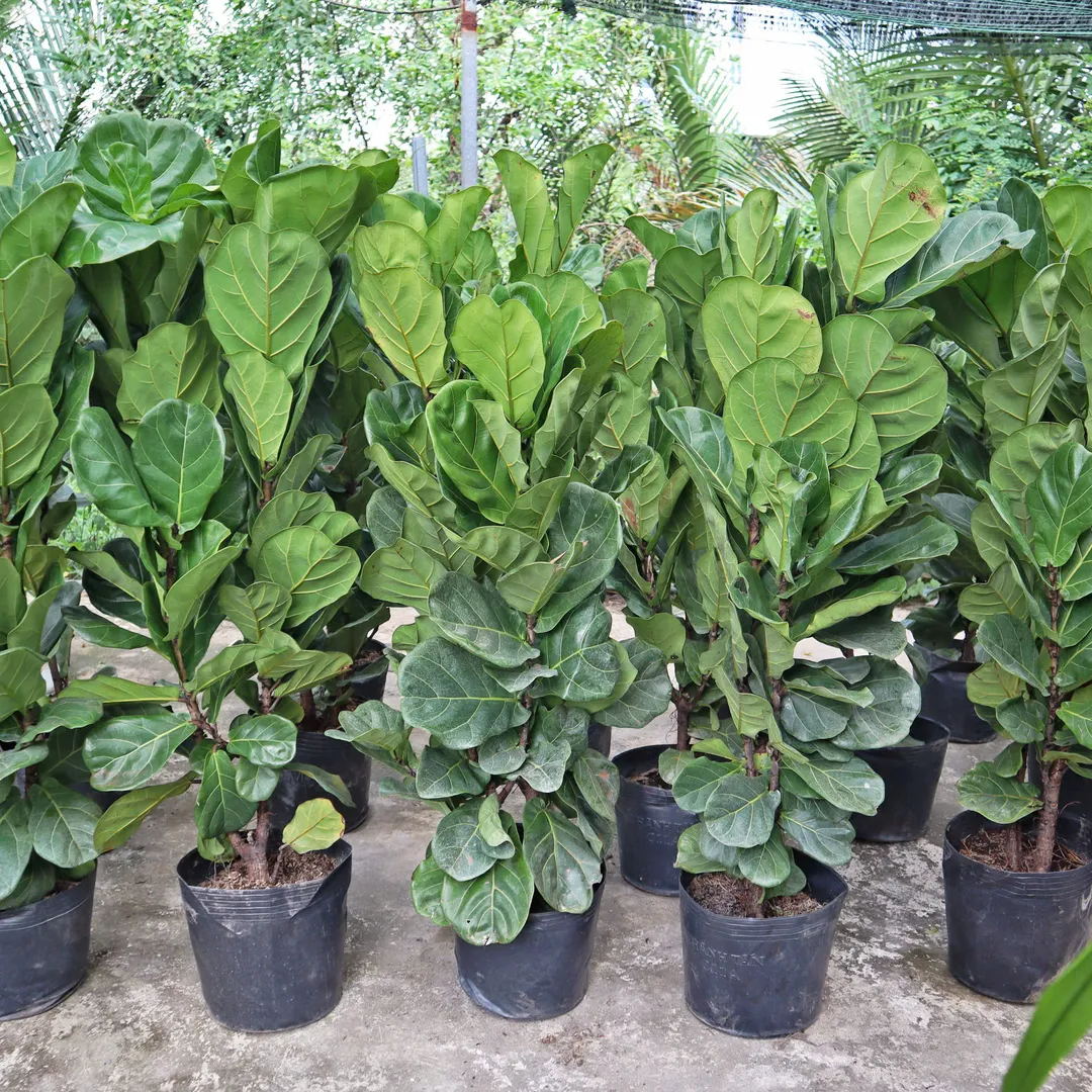 BÀNG SINGAPORE NHIỀU NHÁNH 1M6