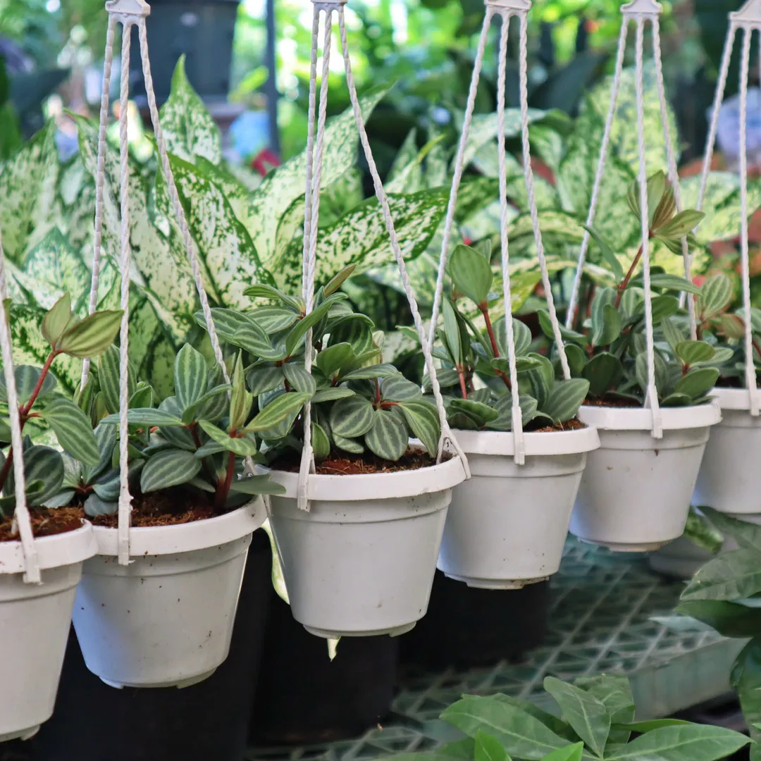 Hột xoàn treo nhỏ (Peperomia Puteolata Parallel)