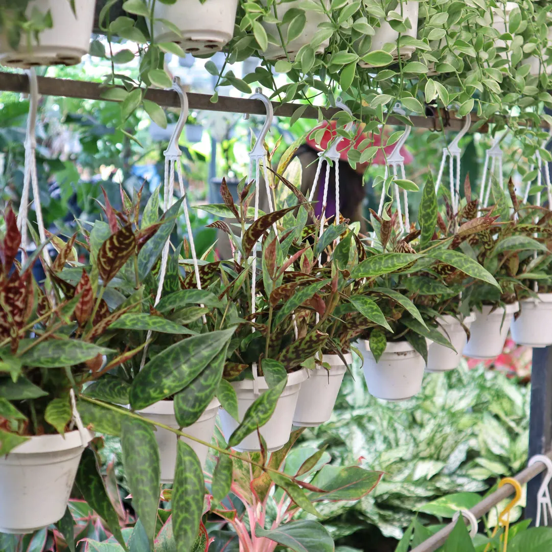 Mắt nai treo nhỏ (Aeschynanthus Marmoratus)