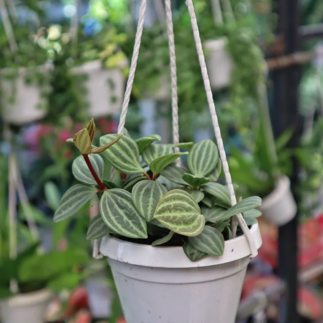 Hột xoàn treo nhỏ (Peperomia Puteolata Parallel)