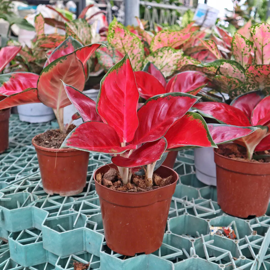 Vạn lộc son lớn (Aglaonema Red)