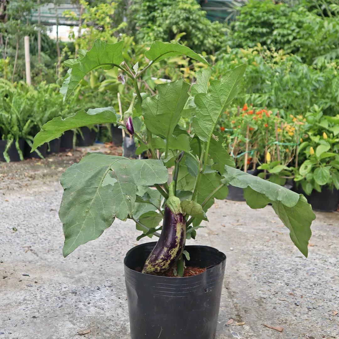 Cà Tím (Eggplant)
