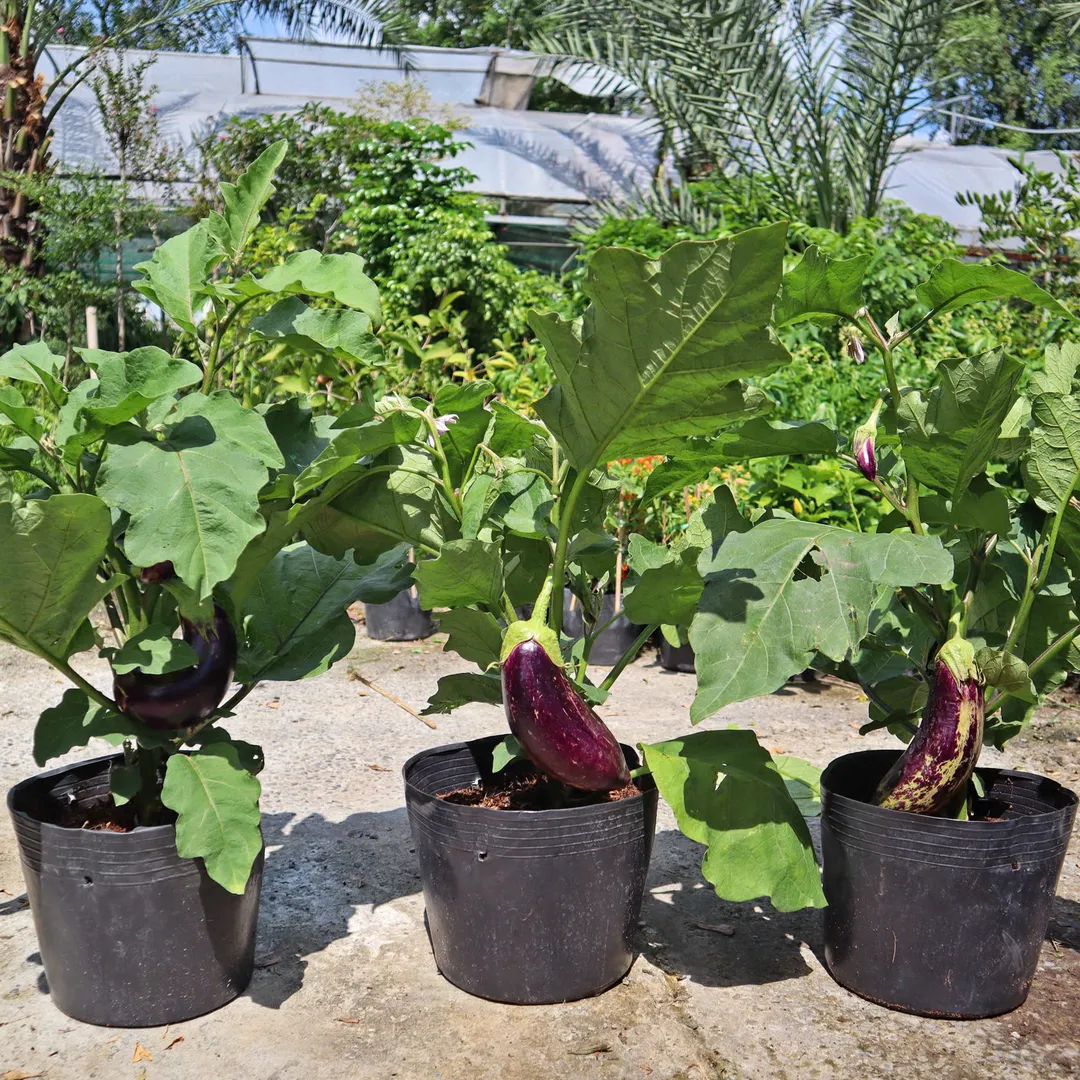 Cà Tím (Eggplant)