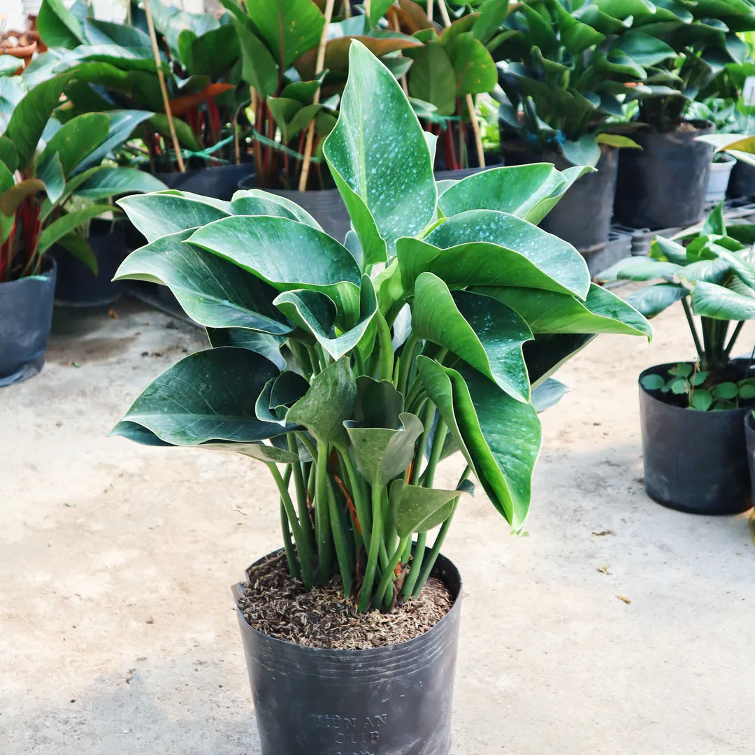 Đế Vương Xanh Ba Thân