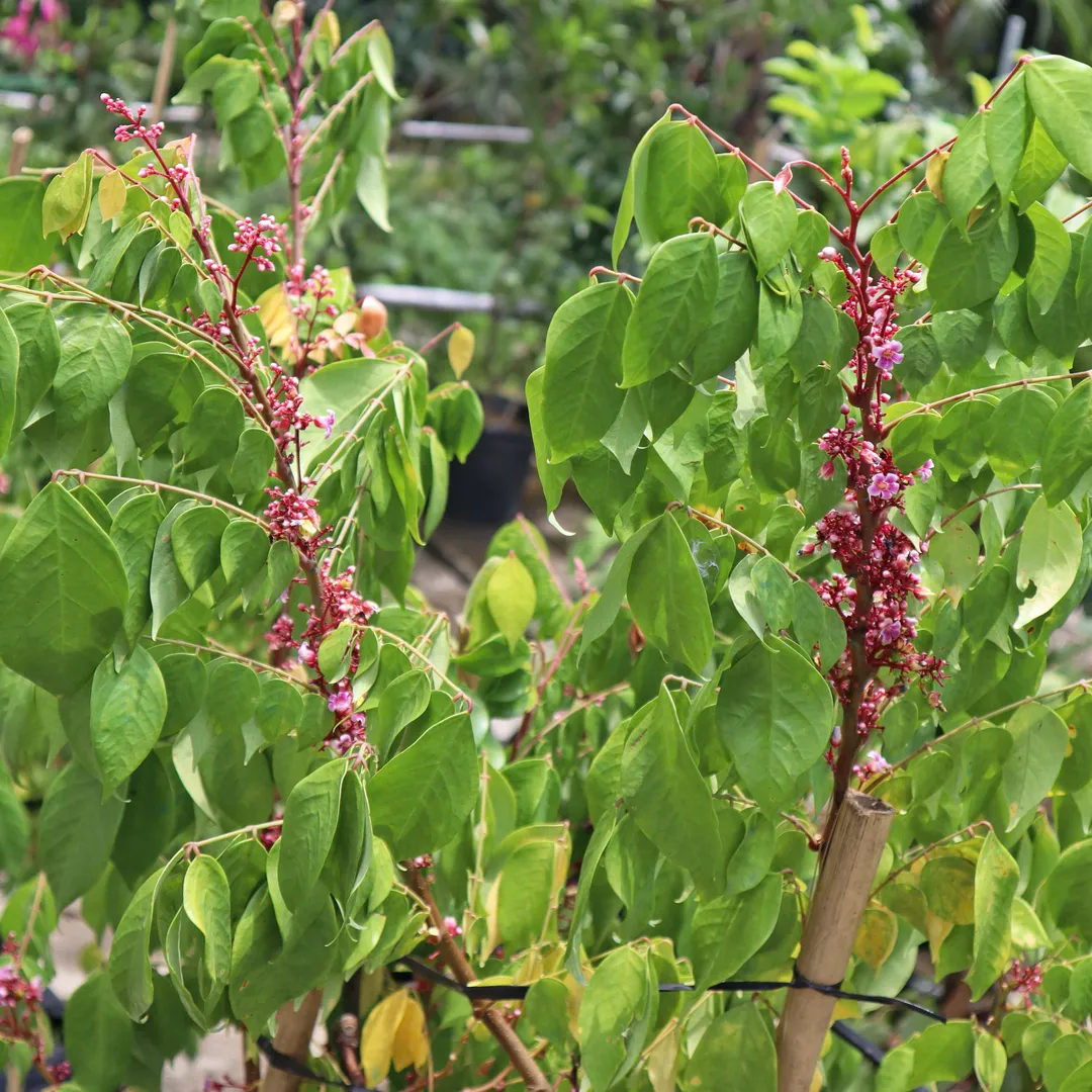 KHẾ TRUNG CARAMBOLA APPLE