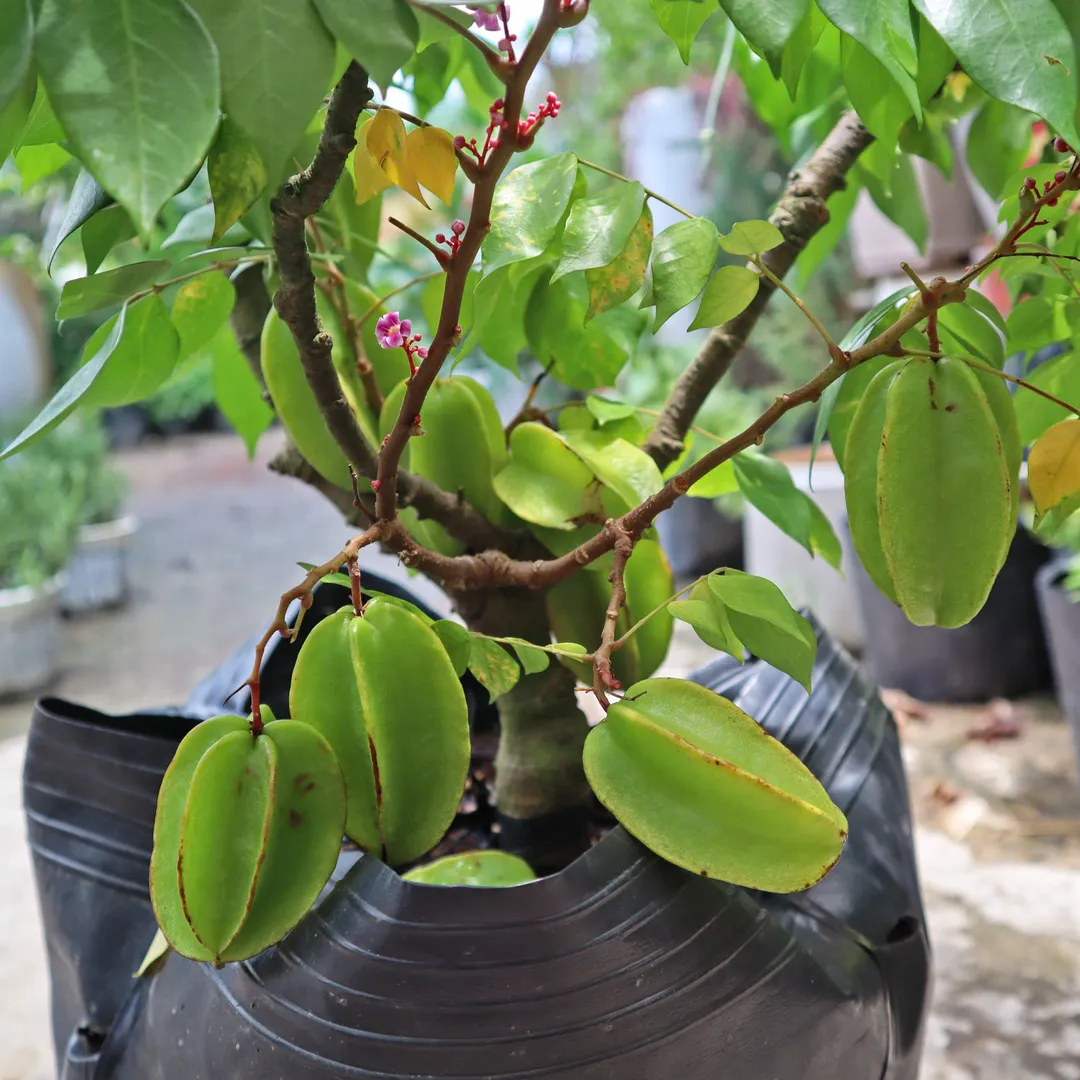 KHẾ TRUNG CARAMBOLA APPLE