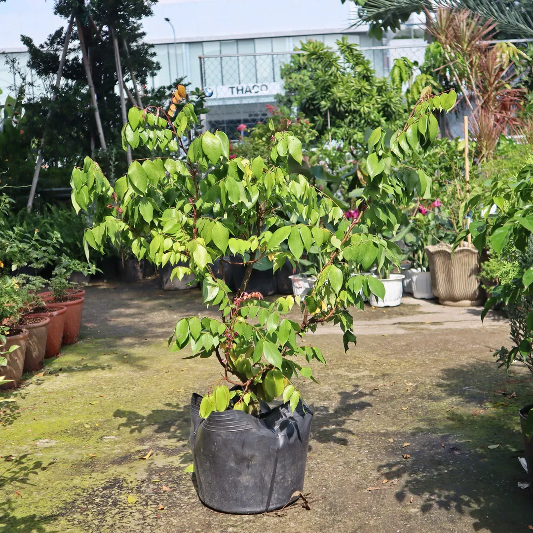 KHẾ TRUNG CARAMBOLA APPLE