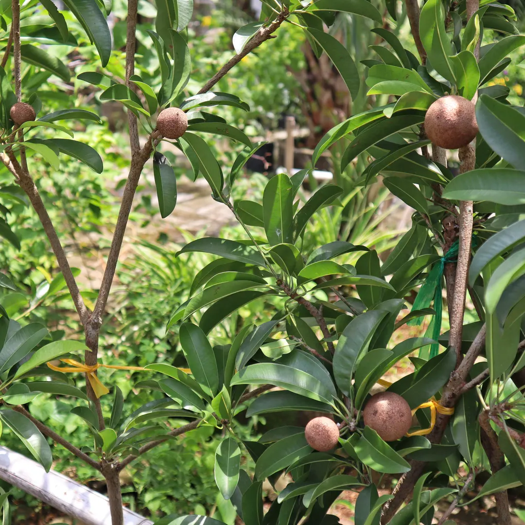 LỒNG MỨT NHỎ SAPOTE