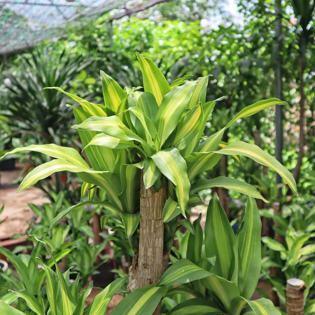 PHÁT TÀI TA GỐC TO