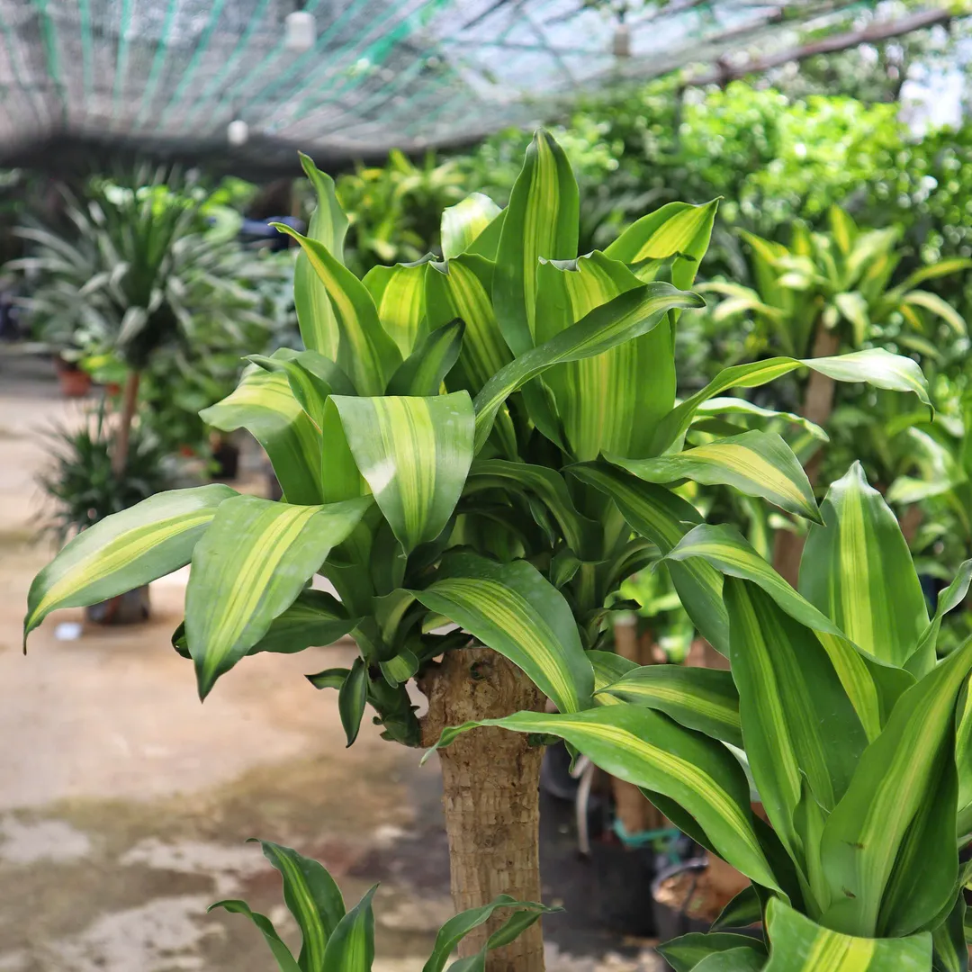 PHÁT TÀI TA GỐC TO