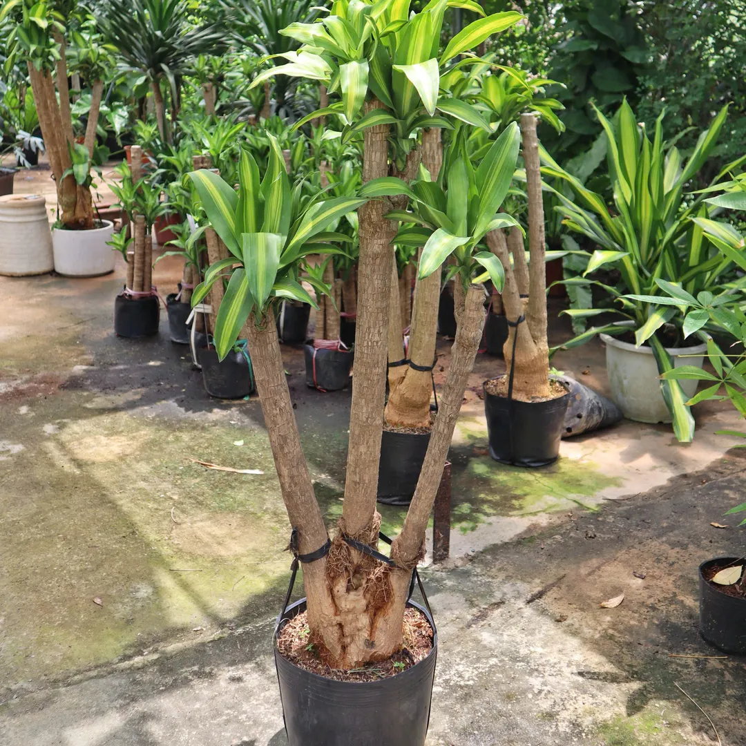 PHÁT TÀI TA GỐC TO