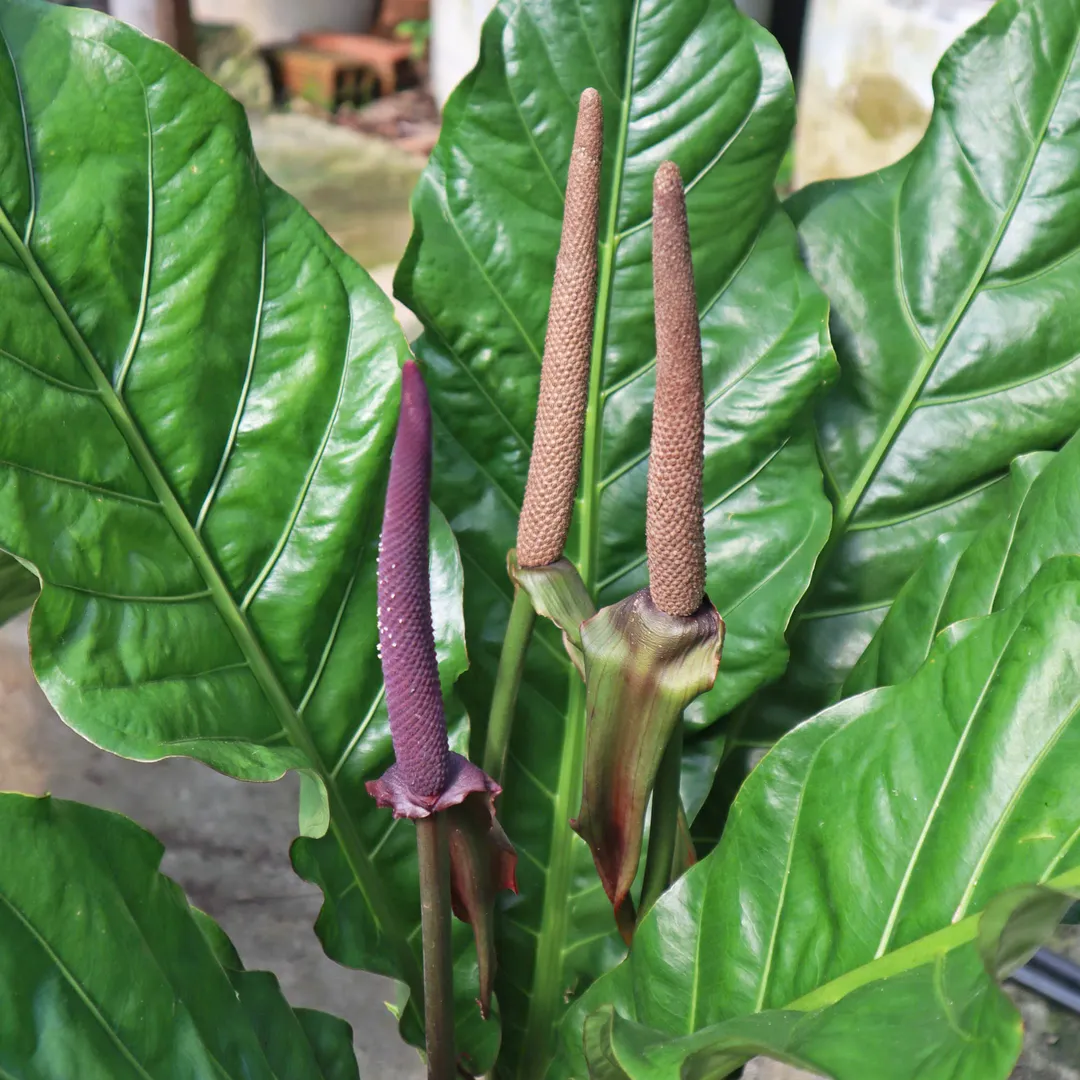 RÁNG HOÀNG ĐẾ HOOKERI