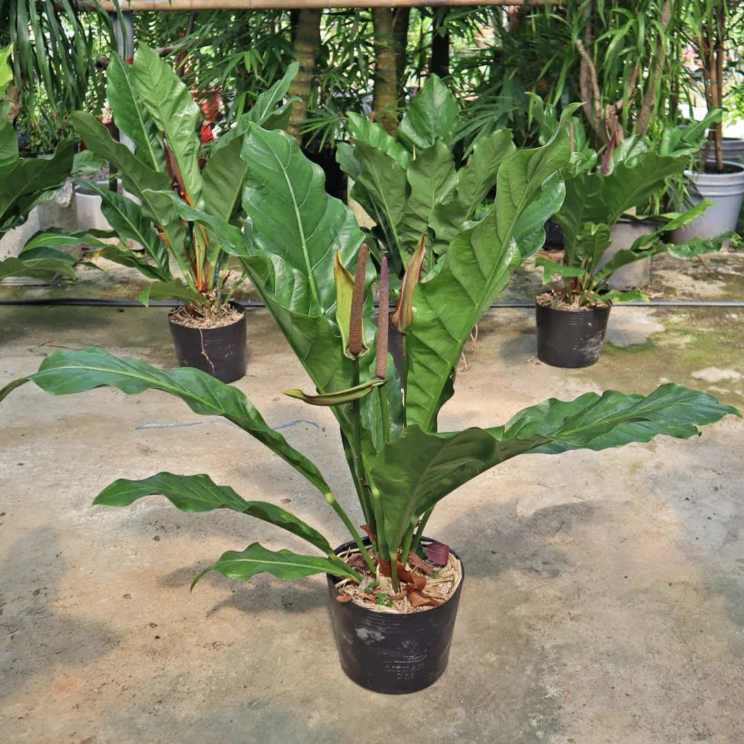 RÁNG HOÀNG ĐẾ HOOKERI