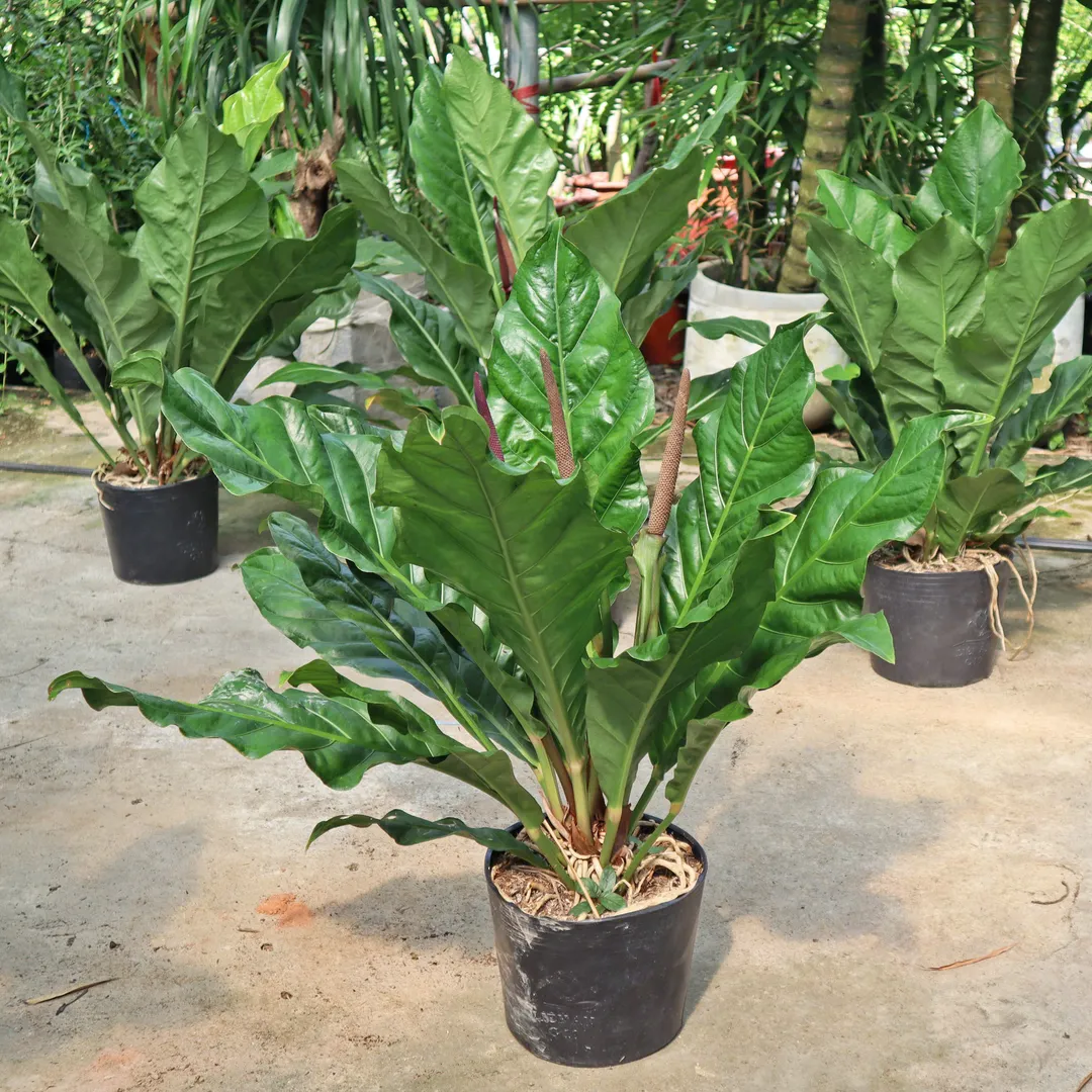 RÁNG HOÀNG ĐẾ HOOKERI