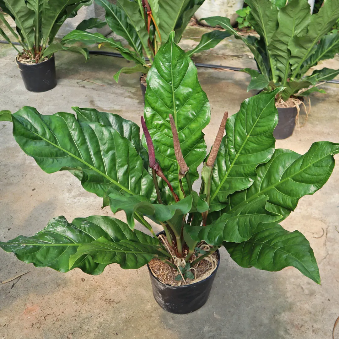 RÁNG HOÀNG ĐẾ HOOKERI