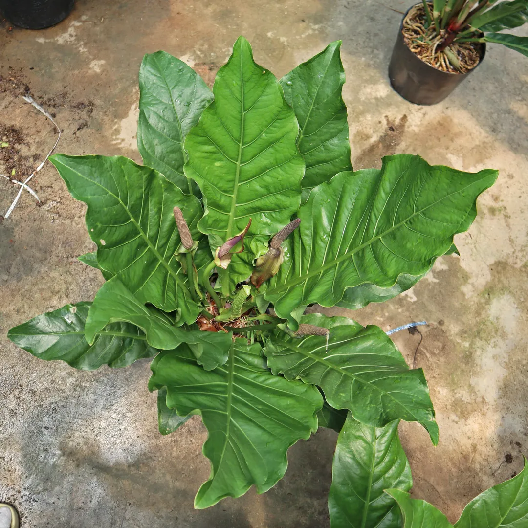 RÁNG HOÀNG ĐẾ HOOKERI