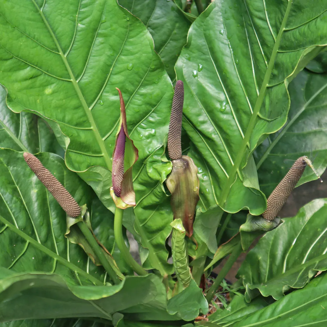 RÁNG HOÀNG ĐẾ HOOKERI