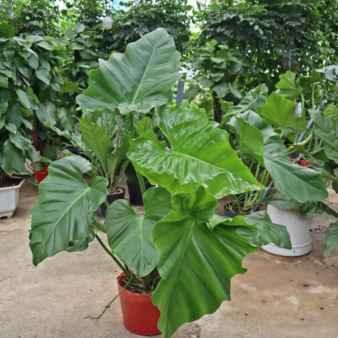 TRẦU BÀ SUBIN TRUNG