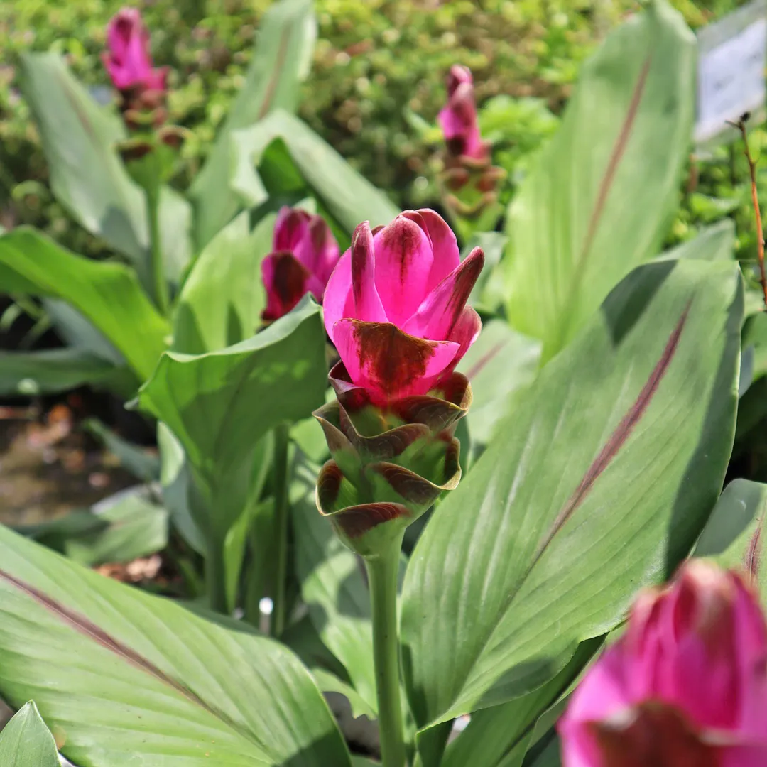 KHƯƠNG HOÀNG LAN TULIP XIÊM