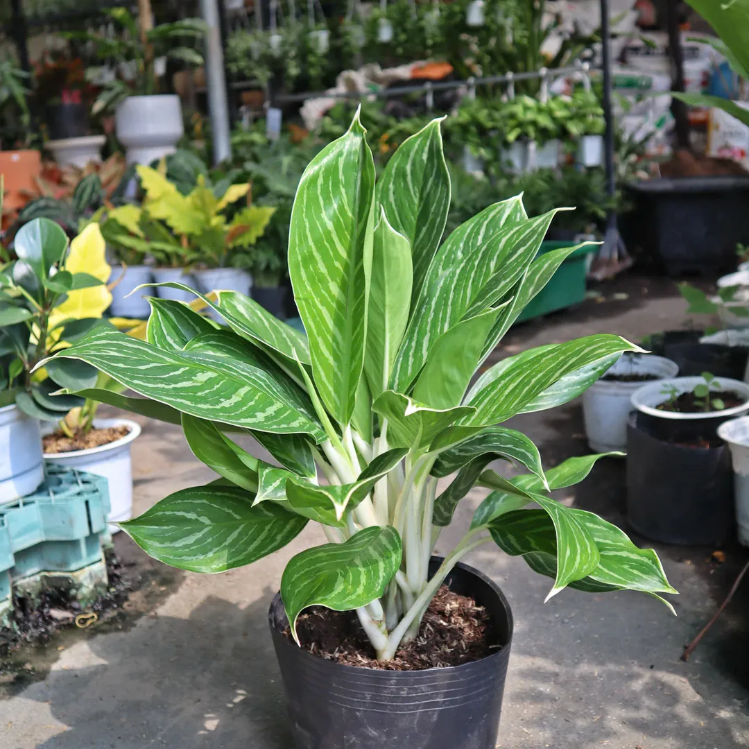 BẠCH MÃ HOÀNG TỬ NHỎ