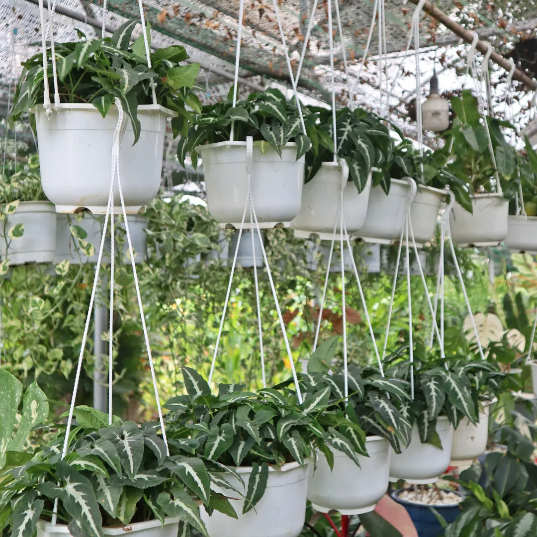 TRẦU BÀ NHUNG TREO ALOCASIA FRYDEK