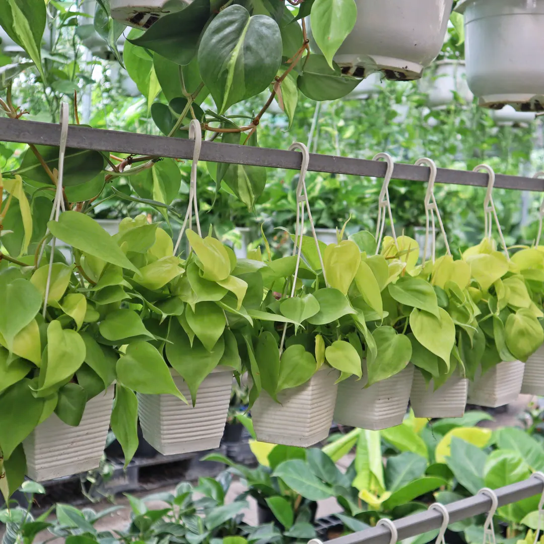 TRẦU BÀ TIM VÀNG TREO NHỎ