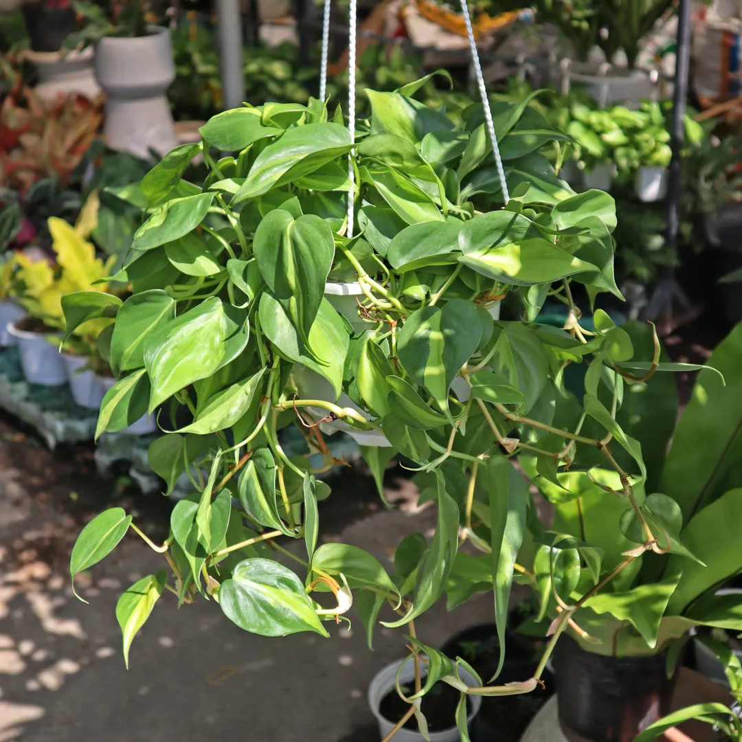 TRẦU BÀ BRAZIL TREO LỚN