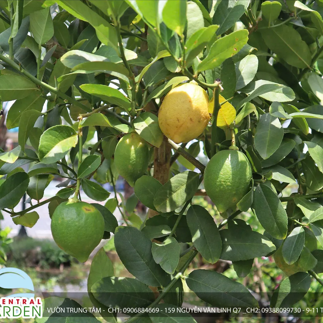 CHANH VÀNG MỸ THÂN GỖ DÁNG TREE
