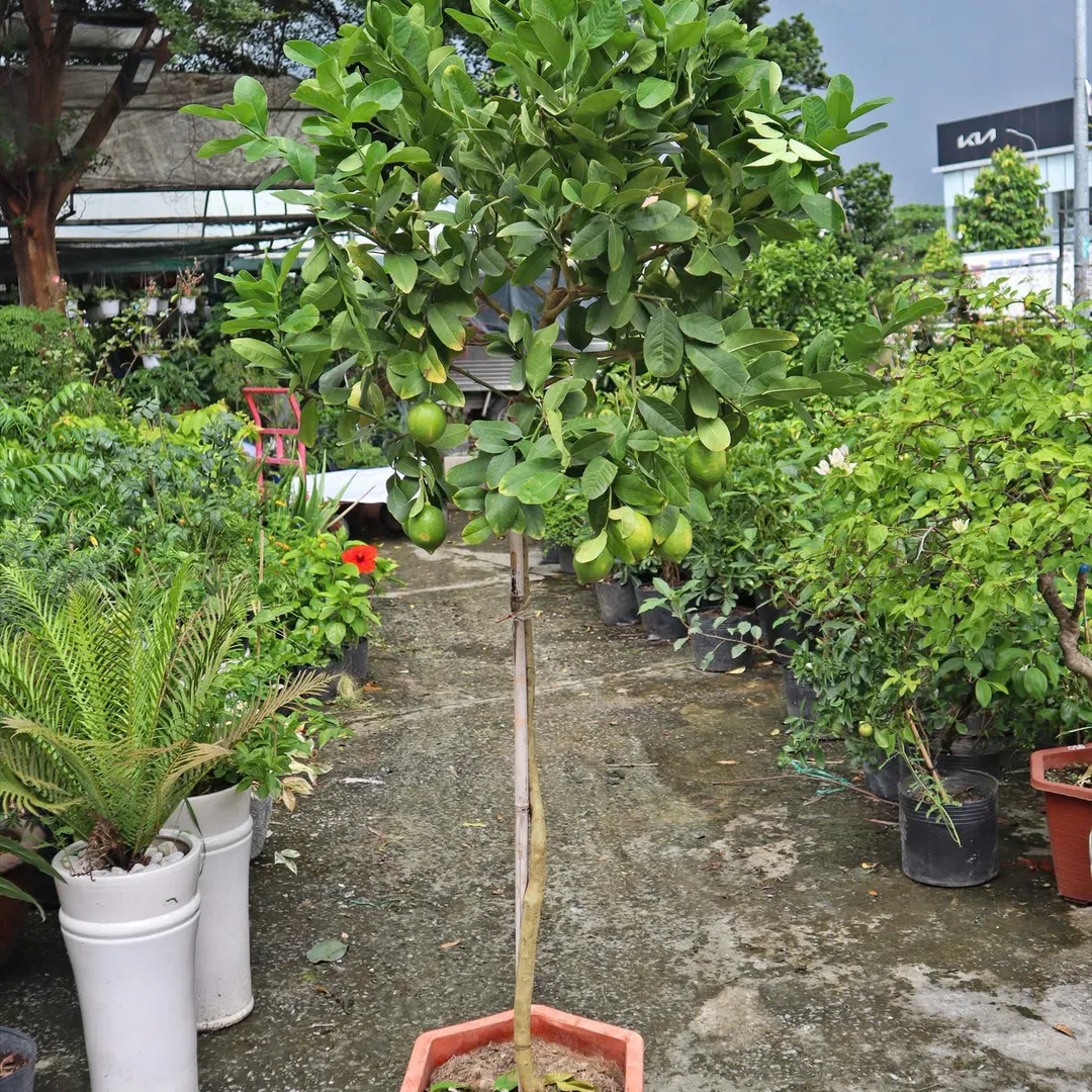 CHANH VÀNG MỸ THÂN GỖ DÁNG TREE