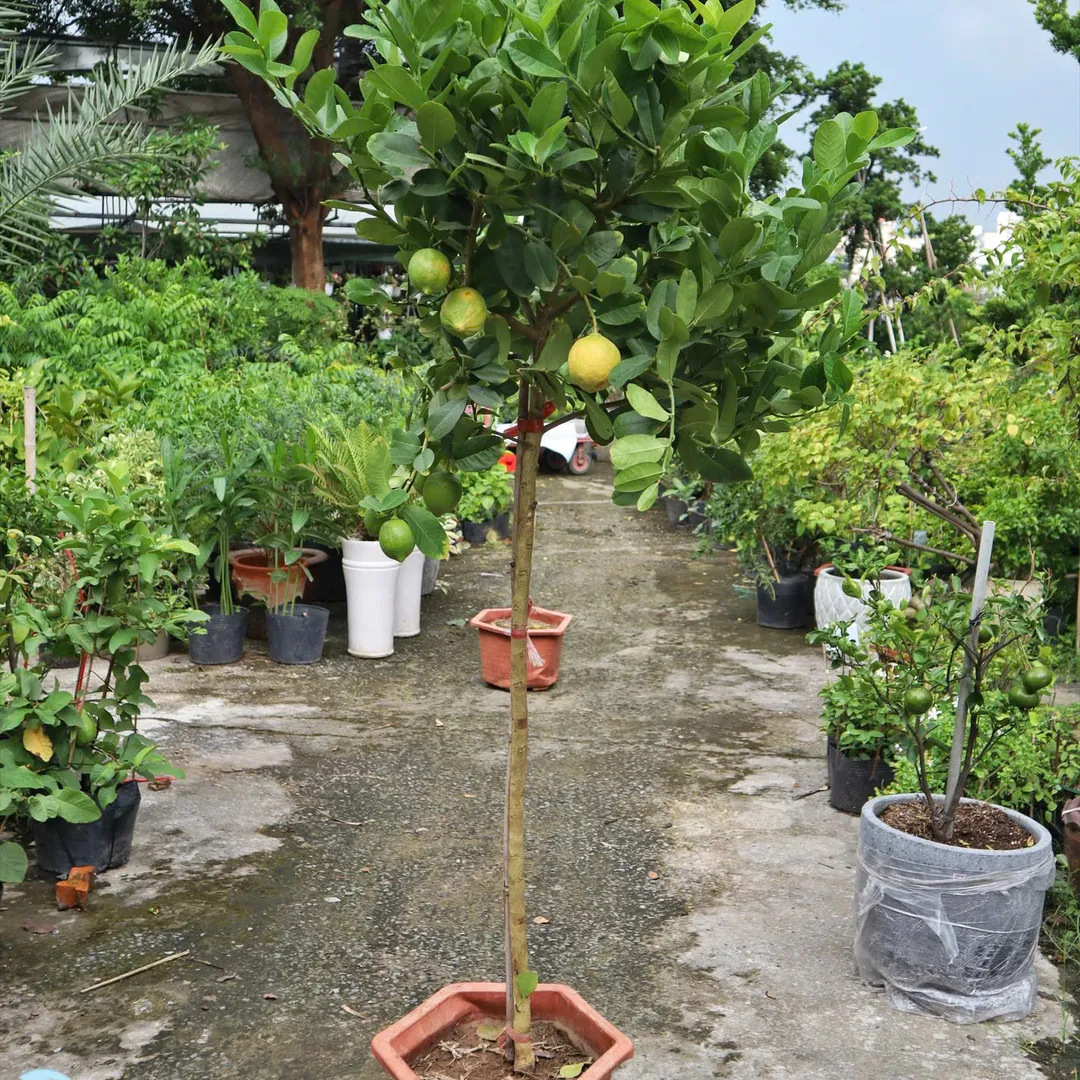 CHANH VÀNG MỸ THÂN GỖ DÁNG TREE