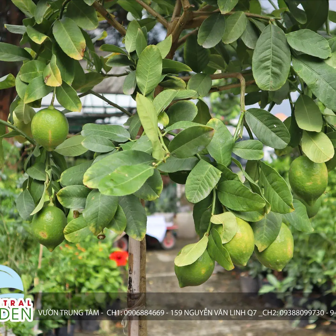 CHANH VÀNG MỸ THÂN GỖ DÁNG TREE