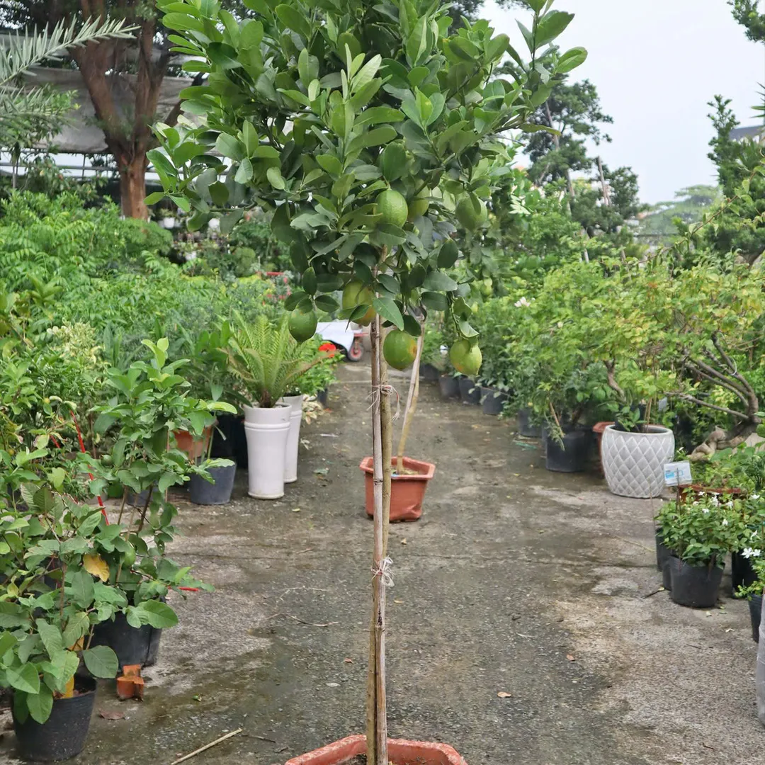 CHANH VÀNG MỸ THÂN GỖ DÁNG TREE