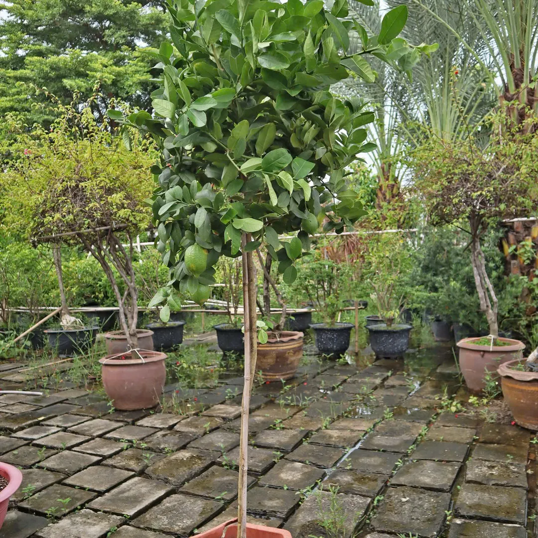 CHANH VÀNG MỸ THÂN GỖ DÁNG TREE
