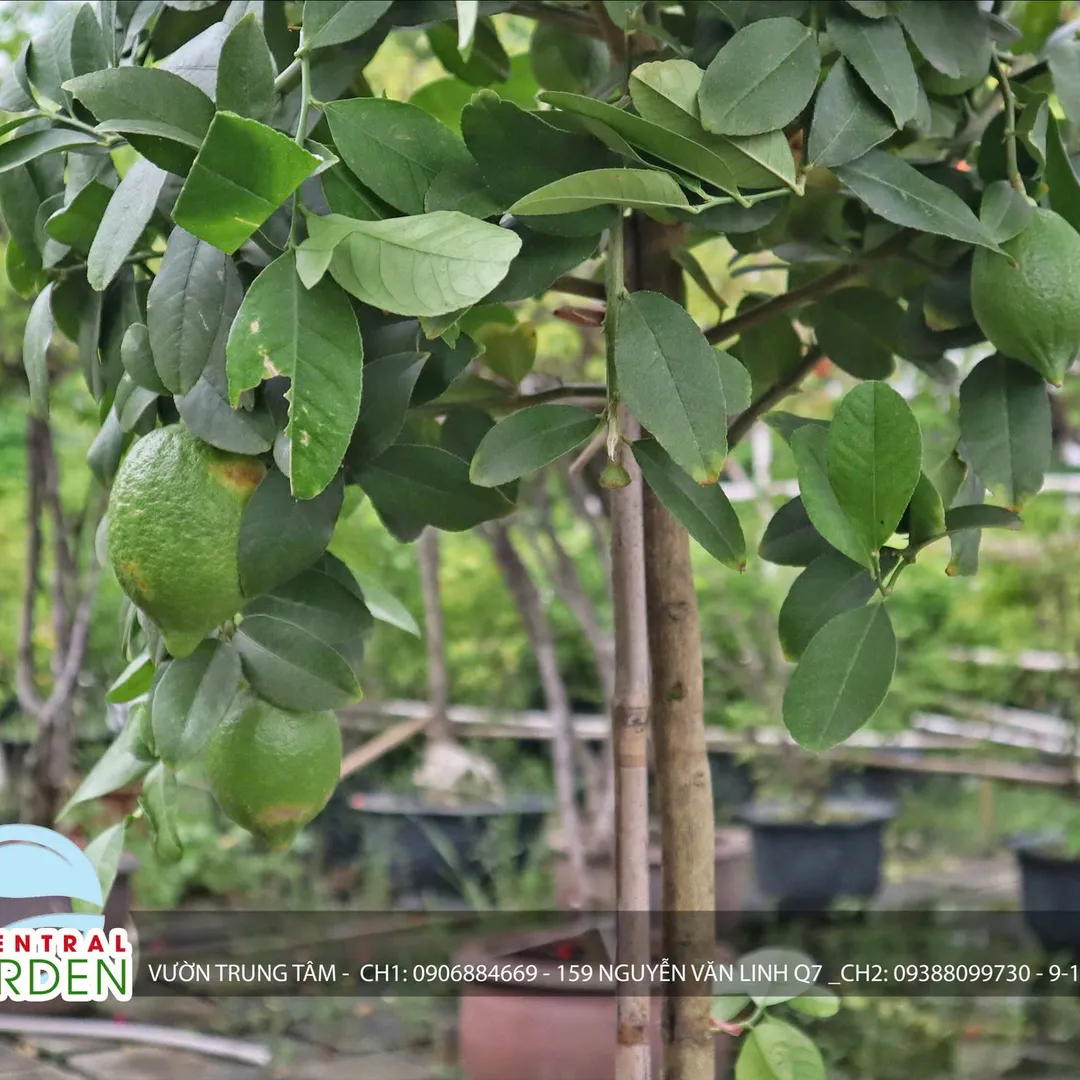 CHANH VÀNG MỸ THÂN GỖ DÁNG TREE