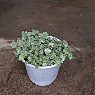 Cẩm Nhung Xanh (Fittonia)