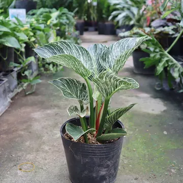 Cây Đế Vương Kim Cương