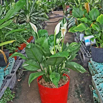 Lan ý cẩm thạch (Spathiphyllum variegated)