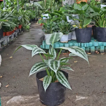 Mường Bạc