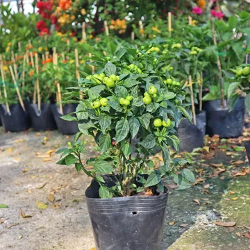 Cây Ớt (Capsicum spp.)