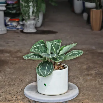 Set đuôi công xanh (Calathea Fasciata)