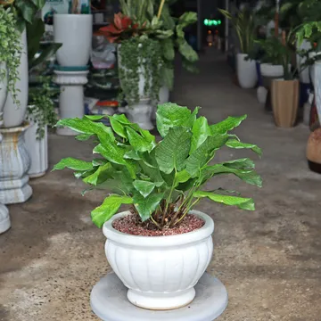 Set Đuôi Công Lá Nhăn , Đuôi công kẻ ô (Calathea rufibarba)