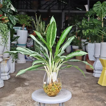 Set giữ tiền thủy sinh