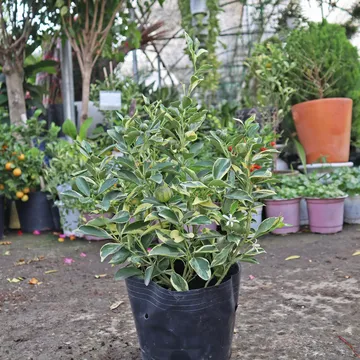 Cây Tắc (Quất) cẩm thạch