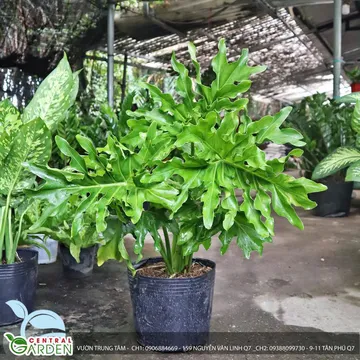 Trầu Bà Thanh Xuân