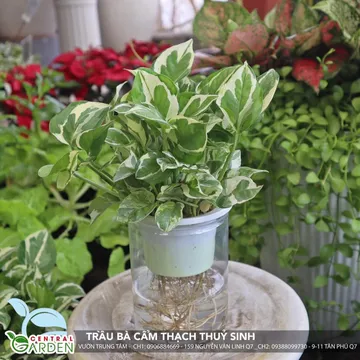 Trầu Bà Cẩm Thạch Thủy Sinh